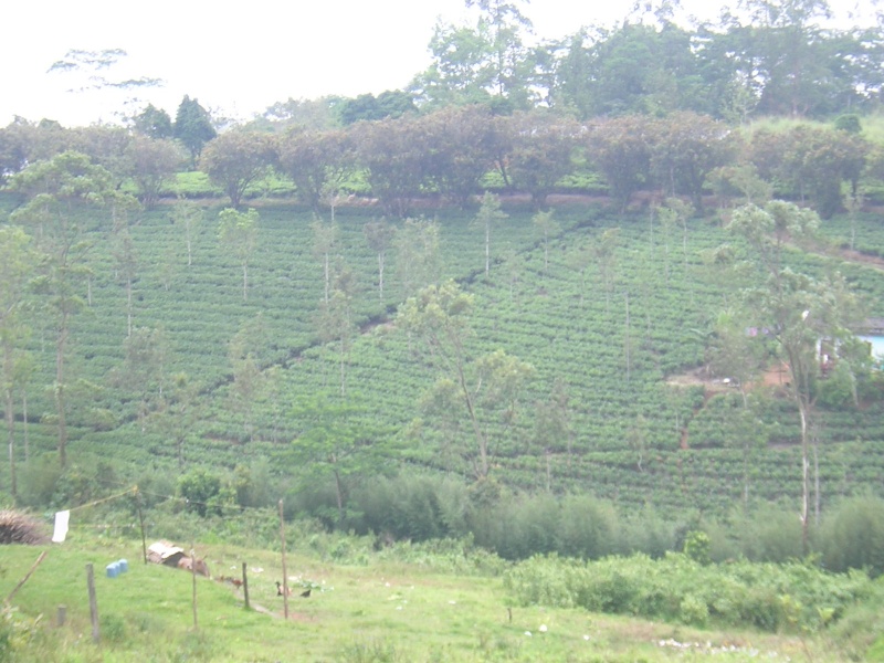 പ്രമാണം:Picture 039.jpg