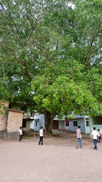 പ്രമാണം:42015 aalmaram.jpeg