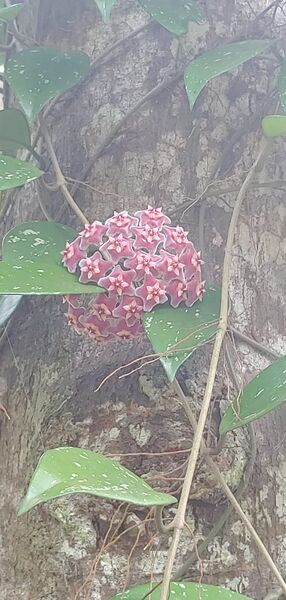 പ്രമാണം:44018 c4.jpg