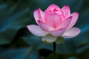 Lotus-flower-828457262-5c6334b646e0fb0001dcd75a.jpg