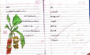 18662-MLP-KUNJ-ZIYA FATHIMA 1D.jpeg