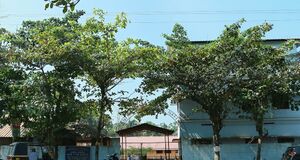 24563-greenschool.jpg