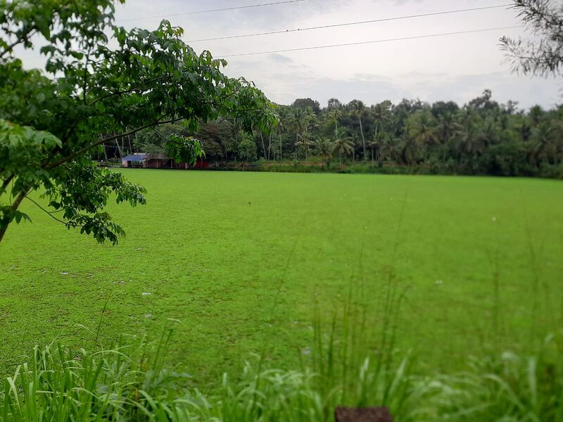 പ്രമാണം:44050 eco 58.jpeg