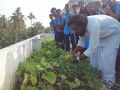 Terrace Garden