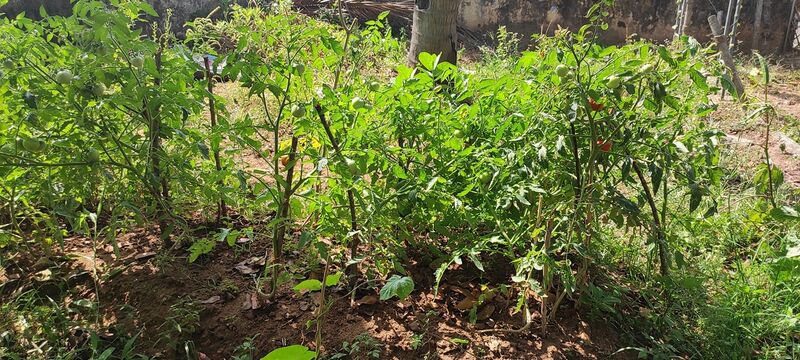 പ്രമാണം:41069 veg6.jpg