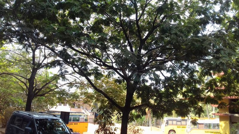 പ്രമാണം:20190327 100540.resized.jpg