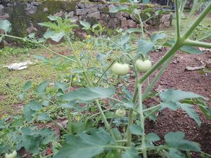 20233 pachkkarithottam.jpg