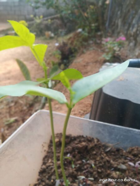 പ്രമാണം:42003 seed4.jpeg