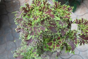 44050 22 15 a17.jpeg