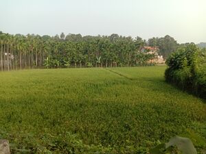 48248-Therattammal-Paddy-field.jpg