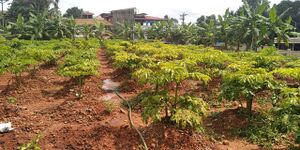 25042 kitchen garden 3.jpg