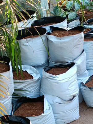 AMMA VAYANA 23403.jpg