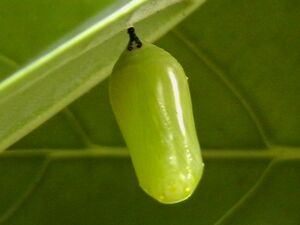 Pupa.JPG