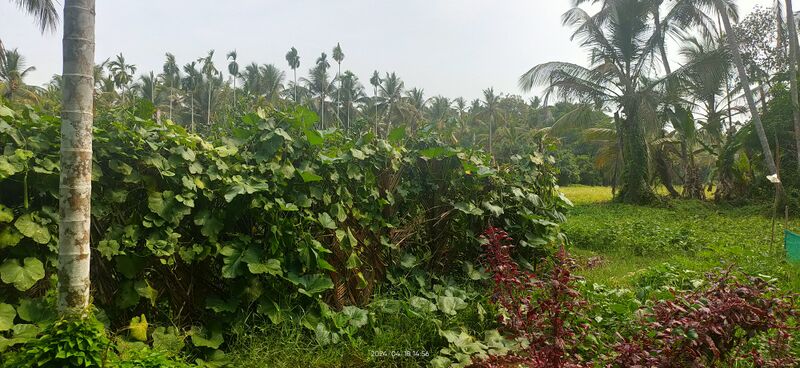 പ്രമാണം:13364 Beautiful scene.jpeg