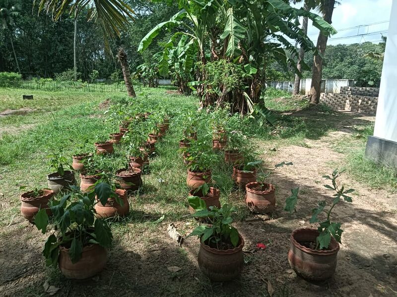 പ്രമാണം:കാർഷിക ക്ലബ് - പച്ചക്കറി കൃഷി.jpg