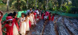 19556 cultivation.jpg