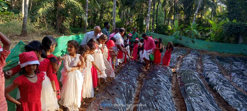 പ്രമാണം:19556 cultivation.jpg