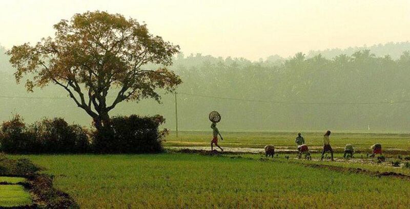 പ്രമാണം:42456 field.jpg.jpg