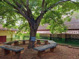 48466-1shad tree.jpeg