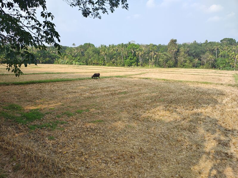 പ്രമാണം:23039 chembuchira paddy field.jpg