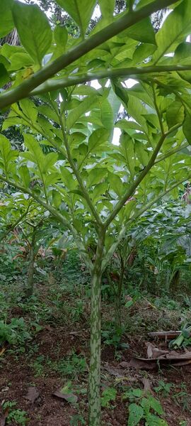 പ്രമാണം:Photo veg 5.jpeg