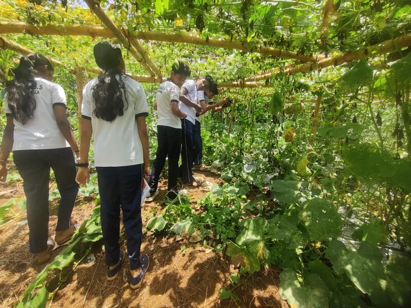 പ്രമാണം:37001 green thumbs24 3.jpg