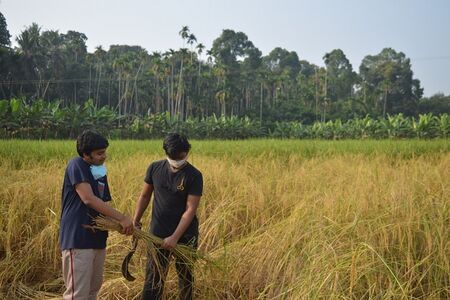 കൊയ്ത്തുത്സവത്തിൽ വിദ്യാർത്ഥികൾ