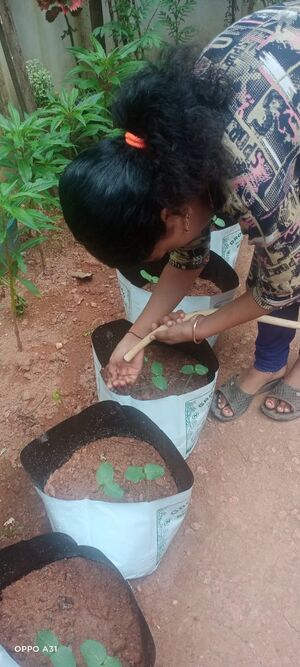 48239 pachakkarithottam4.jpeg