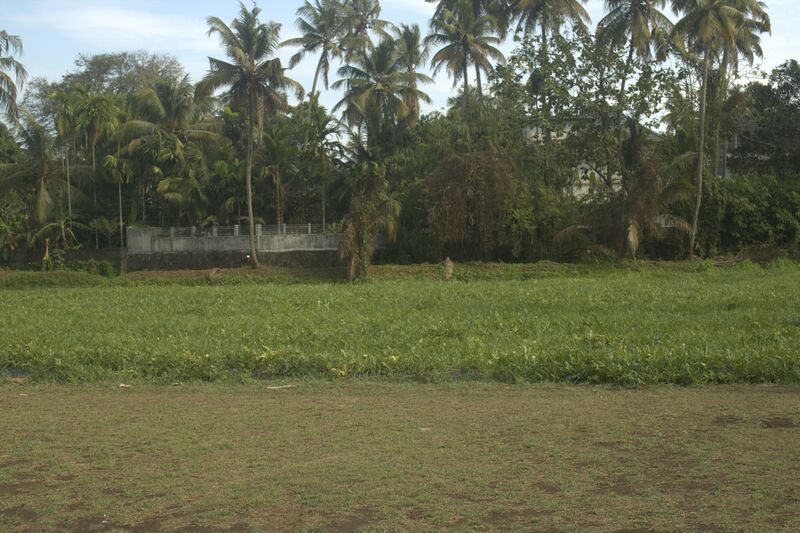പ്രമാണം:22029 enthegramam paddy field.jpg