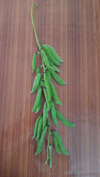 പ്രമാണം:34035 UPLOADS PD6(18).jpeg