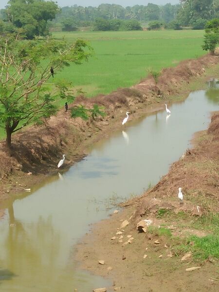 പ്രമാണം:37001 gram.jpeg