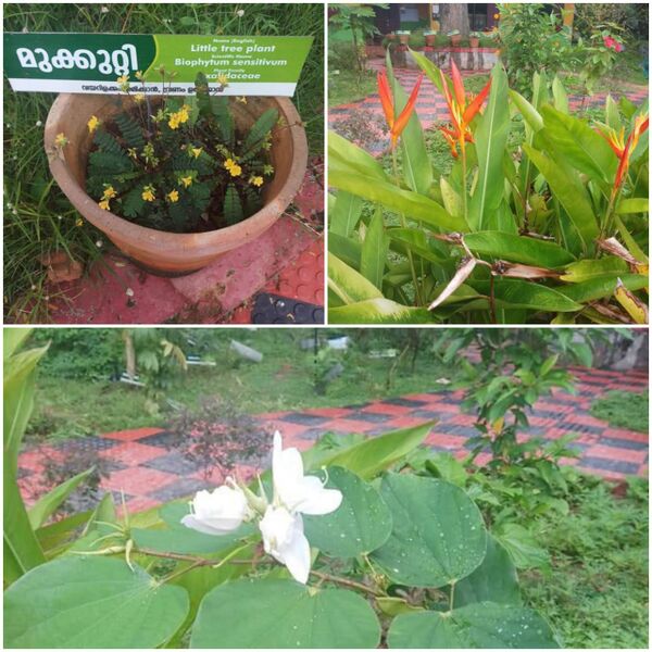 പ്രമാണം:43244 j2.jpg