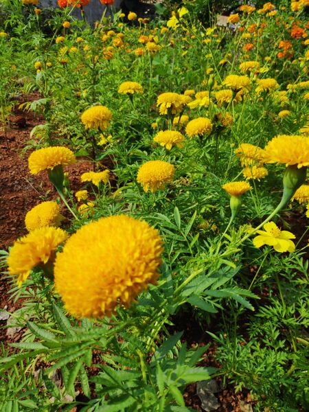 പ്രമാണം:Jasbs park.jpeg