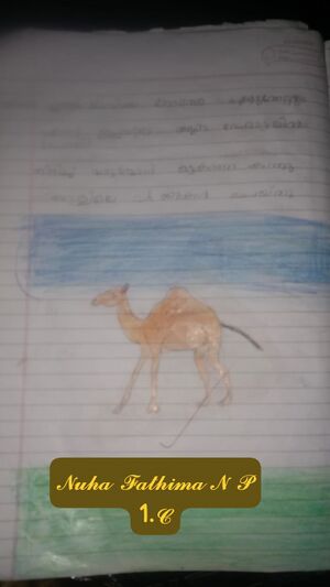 17263-KKD-KUNJ-NUHA FATHIMA 1C.jpg