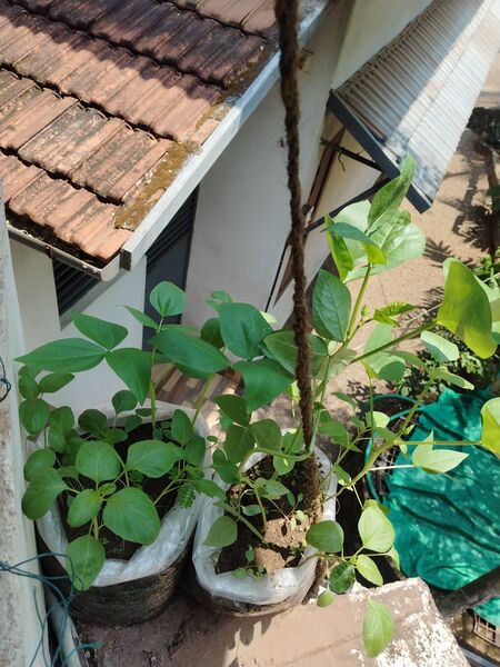 പ്രമാണം:18679 FGF 25-26.jpg