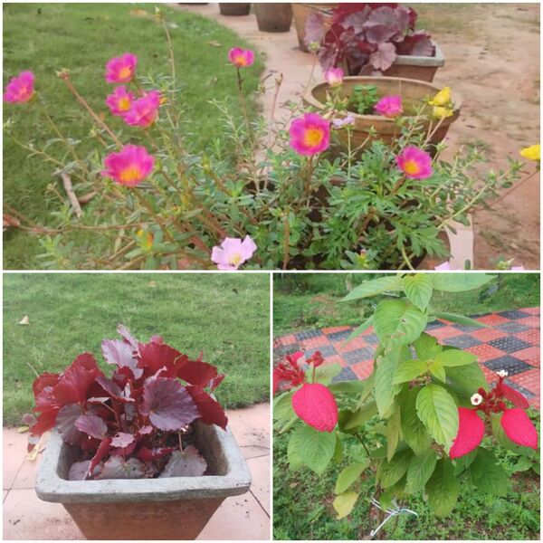 പ്രമാണം:43244 j1.jpg