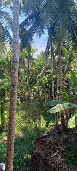 പ്രമാണം:47484 1742020284599.jpg