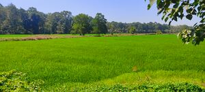 Onamthuruthu gramam2.jpg