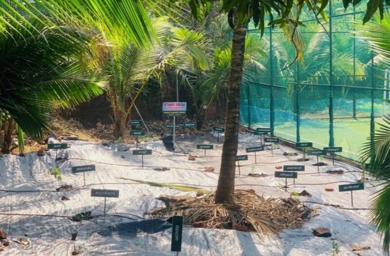 പ്രമാണം:19843-AMLPS PADINJAREKKARA MLP-MEDICINAL GARDEN.jpg