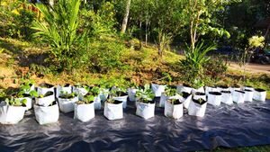 29411 30veggarden.jpg