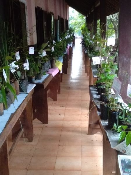 പ്രമാണം:12070-Oushadha chedikal3.jpg