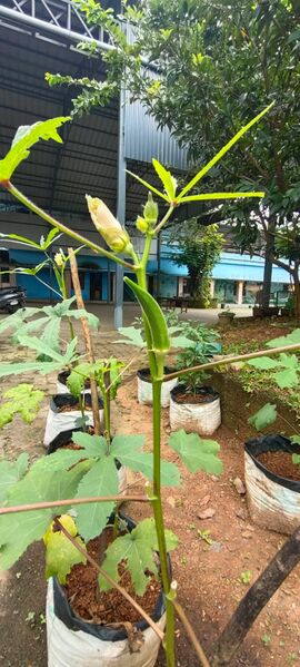 പ്രമാണം:25212 krishi 5.jpeg