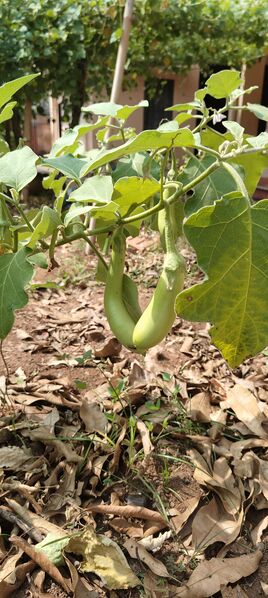 പ്രമാണം:16002 award 7.jpeg