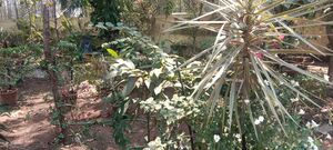 25223-hitec garden.jpeg