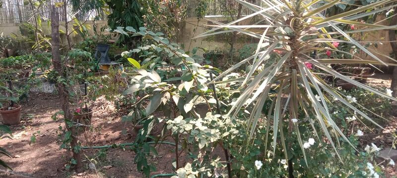 പ്രമാണം:25223-hitec garden.jpeg