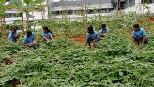 സ്കൂളിലെ പച്ചക്കറി തോട്ടത്തിന്റെ സംരക്ഷണത്തിൽ ഏർപ്പെട്ട് ലിറ്റിൽ കൈറ്റ്സ് കുട്ടികൾ