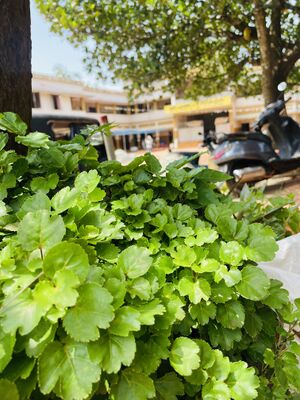 19855 .paristhithi dinam 5.JPG