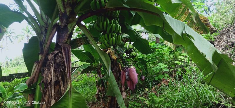 പ്രമാണം:25461-eco club.jpeg