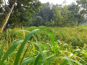 27005-MY VILLAGE-PADDY FIELD 2.jpeg