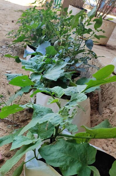 പ്രമാണം:30014 VEGETABLE1.jpg